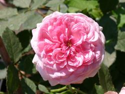 Guillot Rose 'Orsola Spinola' � - Rosa 'Orsola Spinola' �