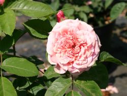 Guillot Rose 'William Christie' � - Rosa 'William Christie' �
