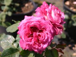 Guillot Rose 'Agnes Schilliger' � - Rosa 'Agnes Schilliger' �