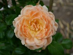 Guillot Rose 'Elizabeth Stuart' � - Rosa 'Elizabeth Stuart' �