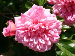 Ramblerrose 'Francois Juranville' - Rosa 'Francois Juranville'