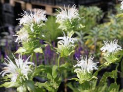 Garten Indianernessel - Monarda fistulosa 'Schneewolke'