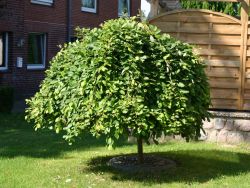 H�ngende K�tzchenweide auf Stamm - Salix caprea 'Pendula'  / 'Kilmarnock' Stamm