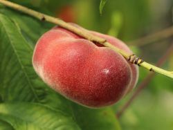 Tellerpfirsich / Plattpfirsich - Prunus persica 'Tellerpfirsich'