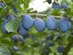 Zwetsche 'Jojo' � - Prunus 'Jojo' �
