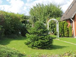 Nordmann Tanne / Kaukasus-Tanne - Abies nordmanniana