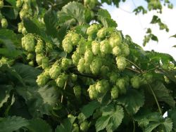 Hopfen - Humulus lupulus
