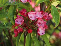 Berglorbeer / Lorbeerrose 'Ostbo Red'