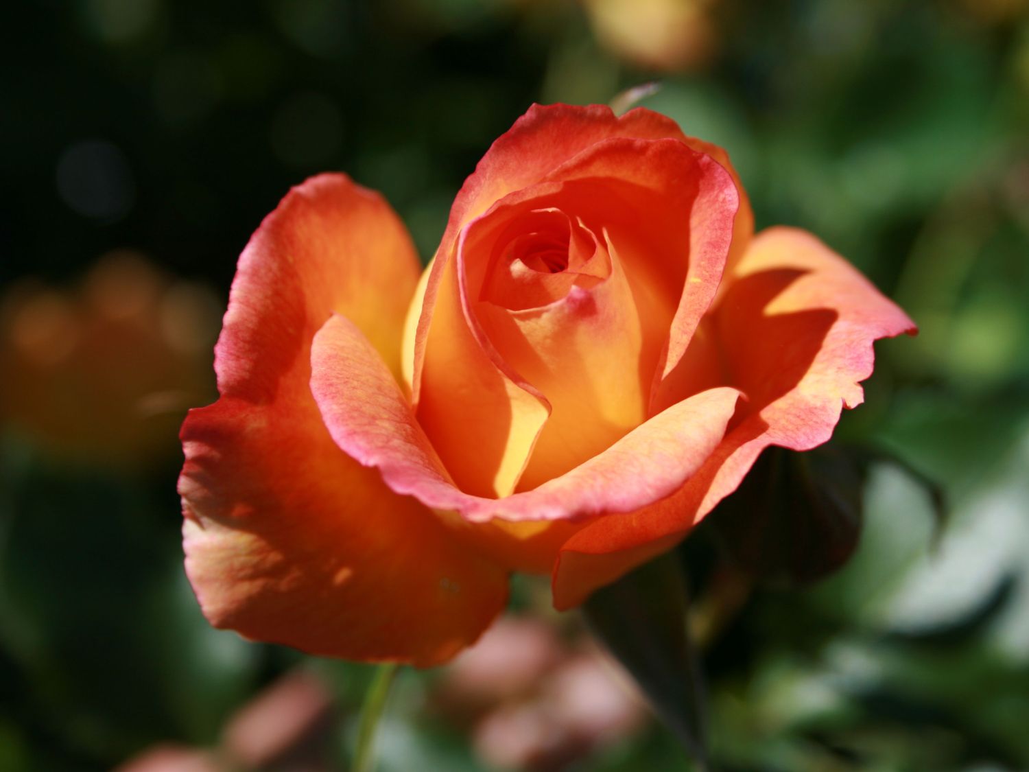 Strauchrose-Westerland Stück nur 13,80 Euro