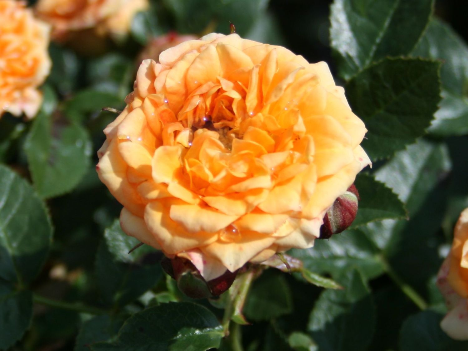 'Clementine � 13,80 Euro/St�ck