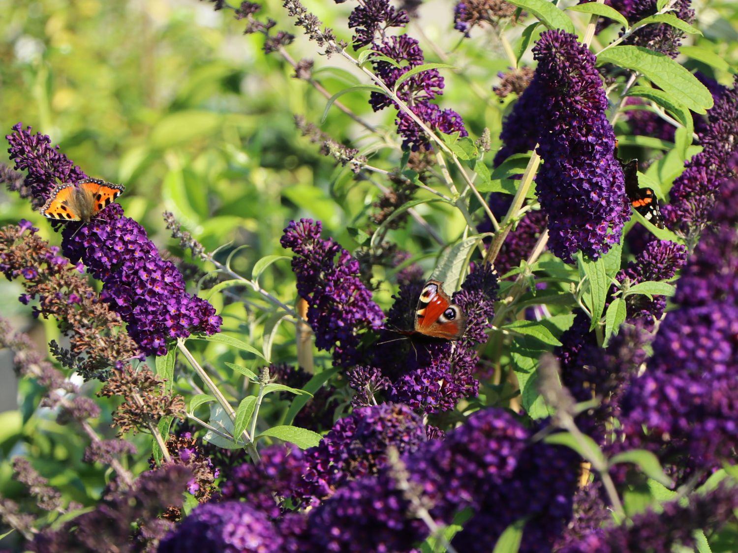 Sommerflieder / Schmetterlingsstrauch 'Black Knight'