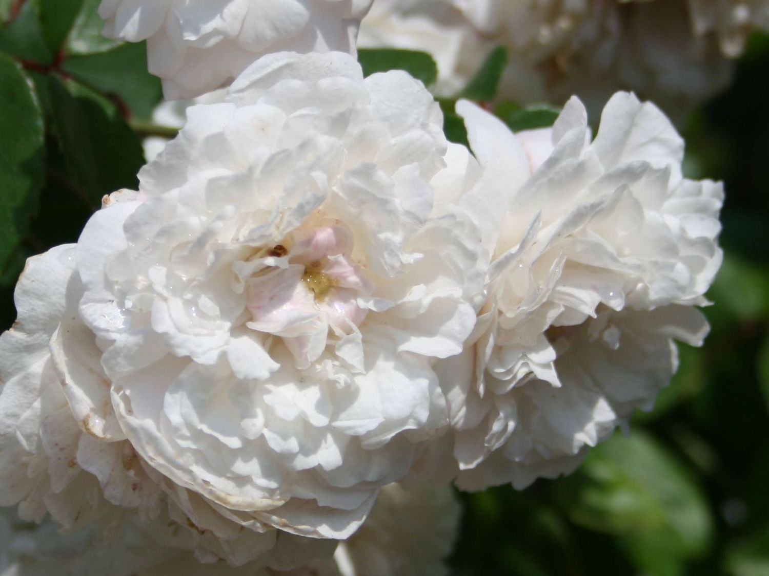 Ramblerrose 'Felicite et Perpetue'