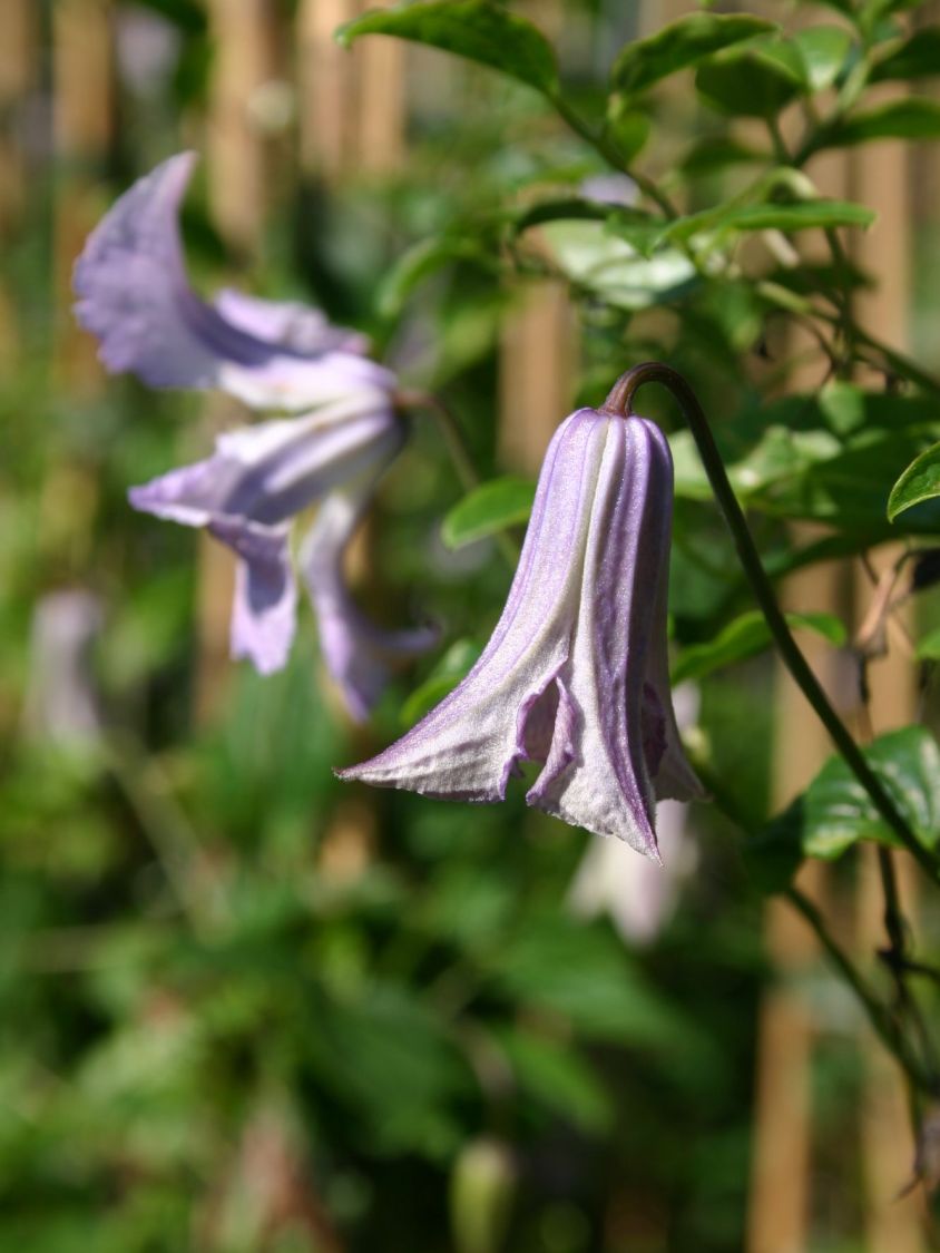 b049237 Clematis Betty Corning 1