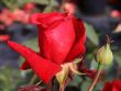 Edelrose 'Duftzauber 84' ® Bild Edelrose 'Duftzauber 84' ®