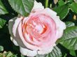 [Bild Strauchrose 'Eden Rose 85' �]