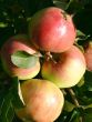 Säulenapfel Ballerina 'Polka' ® Bild Säulenapfel Ballerina 'Polka' ®