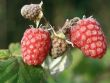 Bild Himbeere 'ZEFA 3 Herbsternte' Zewa