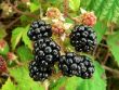 Brombeere 'Loch Ness' -S- Bild Brombeere 'Loch Ness' -S-