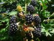 [Bild Brombeere 'Thornless Evergreen']