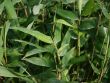 Bild Riesenbambus / Gr�nrohr Bambus
