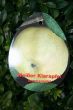 [Bild Sommerapfel 'Wei�er Klarapfel']