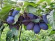[Bild Zwetsche 'Fr�he Fruchtbare']