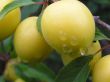 [Bild Pflaume 'Oullins Reneklode' / Eierpflaume]