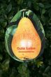 [Bild Sommerbirne 'Gute Luise'      mittel]