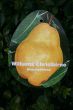 [Bild Sommerbirne 'Williams Christbirne']