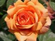 Englische Rose 'Aus Father' Bild Englische Rose 'Aus Father'