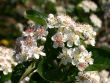 Bild Apfelbeere 'Hugin'