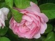 [Bild Englische Rose 'Constance Spry']