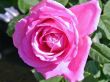 [Bild Historische Rose 'Mrs.John Laing']