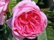[Bild Englische Rose 'Gertrude Jekyll' �]
