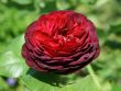 [Bild Strauchrose 'Gr�fin von Hardenberg' �]