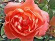 [Bild Englische Rose 'Pat Austin' �]