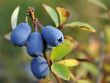 [Bild Honigbeere / Maibeere 'Blue Velvet' � / Sibirische Blaubeere]