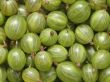 Bild Stachelbeere 'Karlin'       gr�n