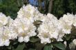 Rhododendron 'Silberglanz' Bild Rhododendron 'Silberglanz'