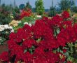 [Bild Rhododendron 'Erato' (S)]