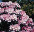 [Bild Rhododendron 'Silberwolke']