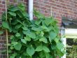 [Bild Baumw�rger]