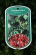 Bild Wilderwein / Wilder Wein