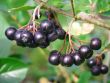 [Bild Kahle Apfelbeere / Schwarze Apfelbeere]