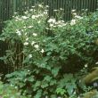 Japan-Herbst-Anemone 'Honorine Jobert' Bild Japan-Herbst-Anemone 'Honorine Jobert'