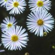 [Bild Kissen Aster / Herbstaster]