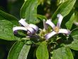 Clematis 'Crepuscule' Bild Clematis 'Crepuscule'