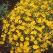 [Bild Netzblatt Sch�nauge]