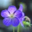 [Bild Garten Storchschnabel]