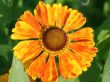 [Bild Garten Sonnenbraut]